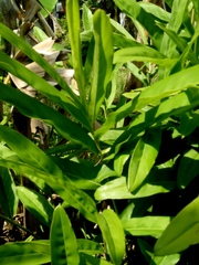 Alpinia galanga