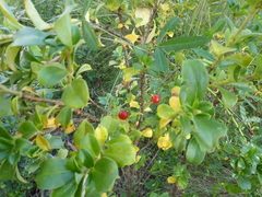 Solanum pseudocapsicum