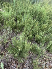 Euclea sekhukhuniensis