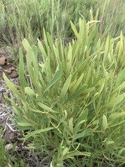 Euclea sekhukhuniensis