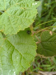 Zenodorus orbiculatus