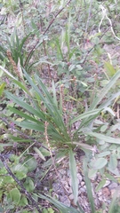 Plantago macrocarpa