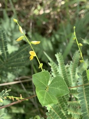 Rhynchosia minima minima