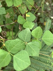 Rhynchosia minima minima