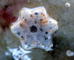 Meridiastra