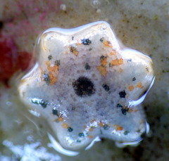 Meridiastra