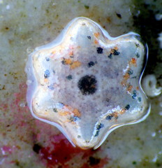 Meridiastra