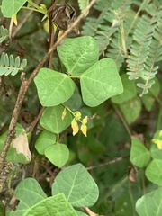 Rhynchosia minima minima