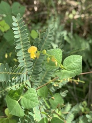 Rhynchosia minima minima