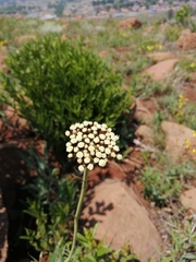 Helichrysum