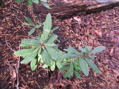 Daphne jezoensis