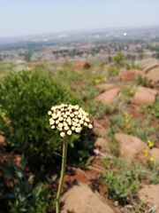 Helichrysum