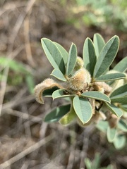 Ptycholobium contortum