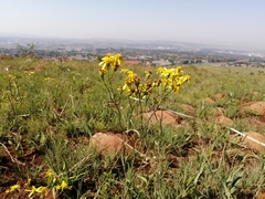 Senecio bupleuroides