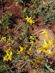 Senecio bupleuroides