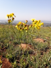 Senecio bupleuroides