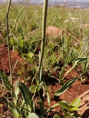 Senecio bupleuroides
