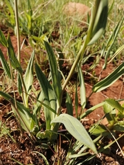 Senecio bupleuroides