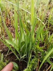 Chlorophytum