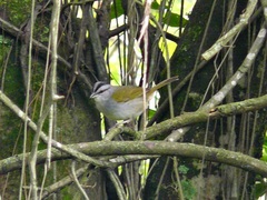 Arremonops conirostris