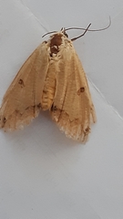 Ophiusa disjungens