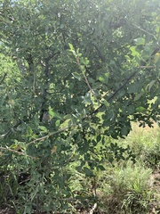 Commiphora tenuipetiolata