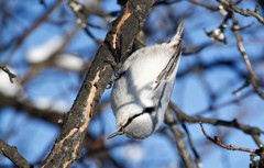 Sitta europaea albifrons