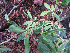 Daphne jezoensis