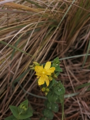 Hypericum aethiopicum