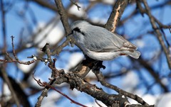Sitta europaea albifrons