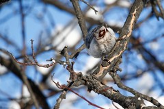 Sitta europaea albifrons