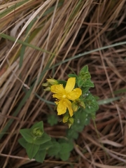 Hypericum aethiopicum