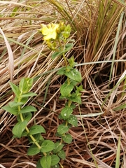 Hypericum aethiopicum