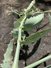 Cyphostemma segmentatum