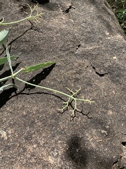 Cyphostemma segmentatum