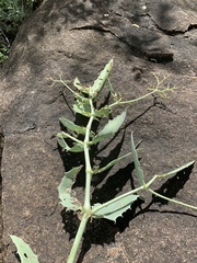 Cyphostemma segmentatum