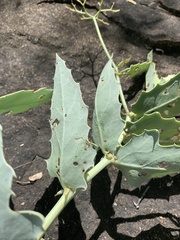 Cyphostemma segmentatum