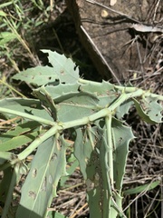 Cyphostemma segmentatum