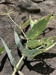 Cyphostemma segmentatum