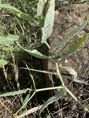 Cyphostemma segmentatum