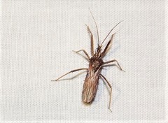 Polididus australis
