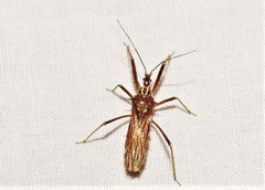 Polididus australis
