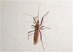 Polididus australis