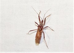 Polididus australis