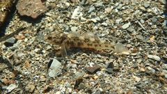 Gobiomorphus huttoni