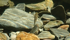 Gobiomorphus huttoni