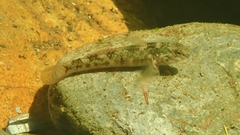 Gobiomorphus huttoni