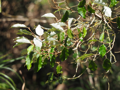 Image of Elaeagnus glabra by no rights reserved