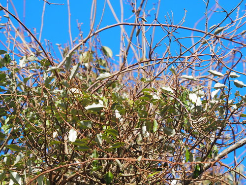 Image of Elaeagnus glabra by no rights reserved