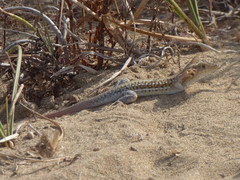 Acanthodactylus erythrurus